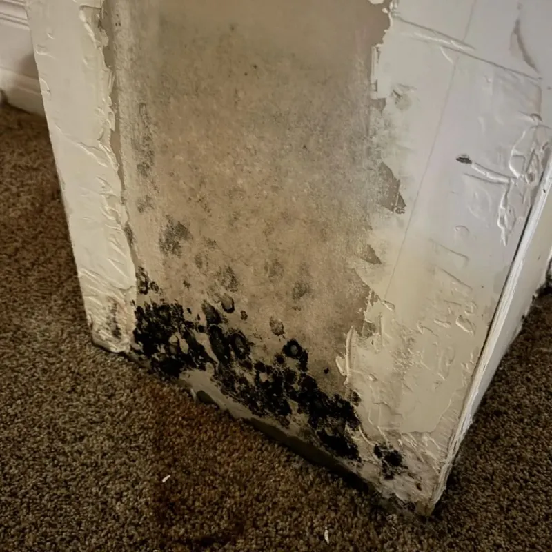 Professional Mold Removal in Birmingham, AL